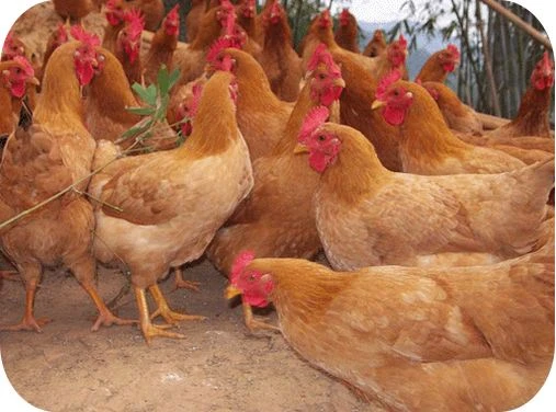 product-1-1 Chicken